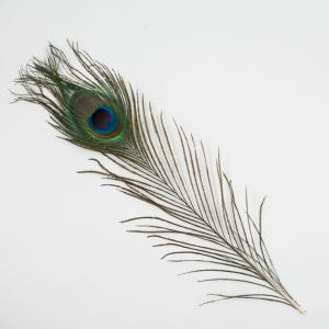 Peacock Feather Olive 30cm
