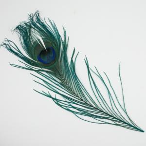 Peacock Feather Teal 30cm