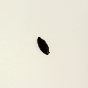 Κουμπί Στρας Μαύρο (1.7x0.7cm)