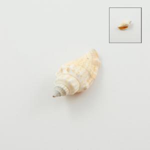 Natural Shell Beige 4x2.5cm