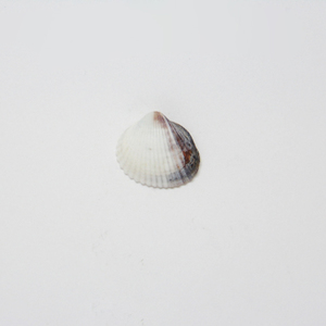 Natural Shell (2.5x2.5cm)