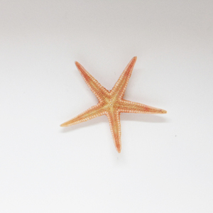 Natural Starfish Orange