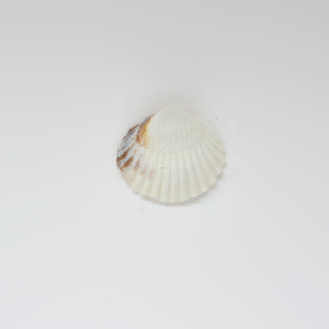 Shell "Conch" (2x2cm)