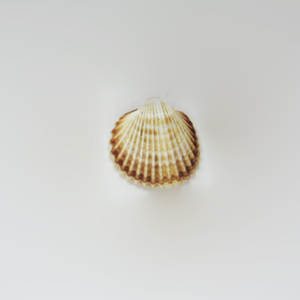 Natural Shell (2x2cm)