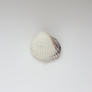 Natural Shell (3x3cm)