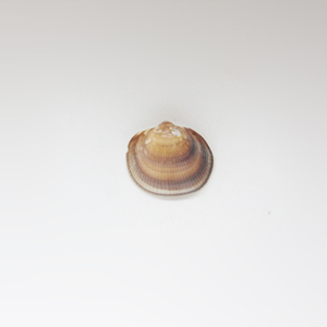 Shell "Conch" (3x3cm)